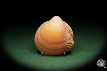 Nemocardium bechei (14444) a shell from Philippines | Conchylia | Shells & Brachiopods