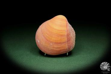 Nemocardium bechei (14446) a shell from Philippines | Conchylia | Shells & Brachiopods