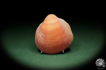 Nemocardium bechei (14448) a shell from Philippines | Conchylia | Shells & Brachiopods