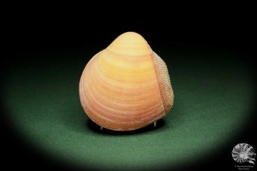 Nemocardium bechei (14449) a shell from Philippines | Conchylia | Shells & Brachiopods