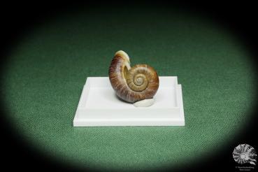 Rhiostoma hainesi (14461) eine Schnecke aus Südthailand | Conchylien | Schnecken