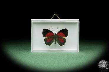 Callicore peristera (14477) a butterfly from South America | Taxidermy | Butterflies