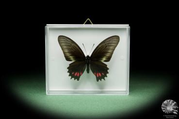 Mimoides ariarathes (14480) a butterfly from Peru | Taxidermy | Butterflies