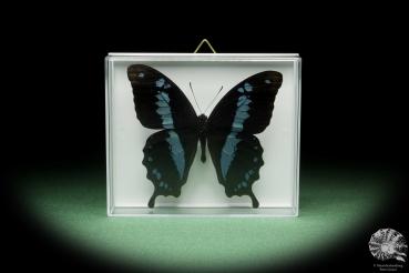 Papilio oribazus (14498) a butterfly from East Africa | Taxidermy | Butterflies