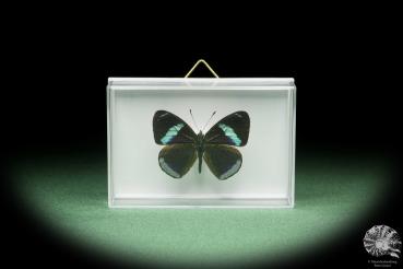 Diaethria eluina lidwina (14509) a butterfly from South America | Taxidermy | Butterflies