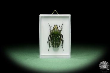 Mecynorhina polyphemus (14519) a beetle from Africa | Taxidermy | Beetles