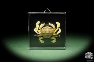 Ashtoret lunaris (14565) a crustacean from Southeast Asia | Taxidermy | Crabs & Shrimps & Limulus