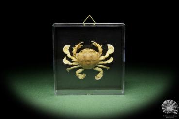 Ashtoret lunaris (14567) a crustacean from Southeast Asia | Taxidermy | Crabs & Shrimps & Limulus