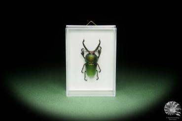 Lamprima adolphinae (14585) a beetle from Indonesia | Taxidermy | Beetles