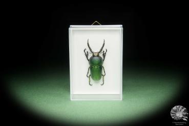 Lamprima adolphinae (14586) a beetle from Indonesia | Taxidermy | Beetles