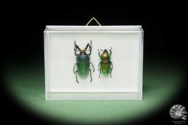 Lamprima adolphinae (14589) a beetle from Indonesia | Taxidermy | Beetles