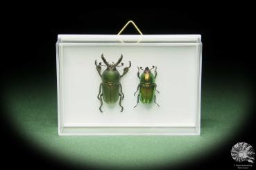 Lamprima adolphinae (14591) a beetle from Indonesia | Taxidermy | Beetles