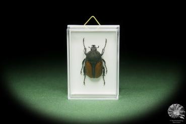 Dicellachilus woodi (14660) a beetle from East Africa | Taxidermy | Beetles