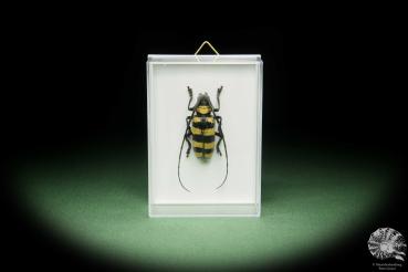 Nemophas zonatus (14697) a beetle from Indonesia | Taxidermy | Beetles