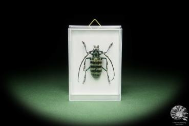 Anoplophora amoena (14700) a beetle from Indonesia | Taxidermy | Beetles