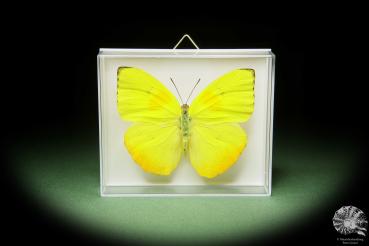 Phoebis philea (14718) a butterfly from South America | Taxidermy | Butterflies