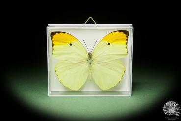 Anteos menippe (14724) a butterfly from South America | Taxidermy | Butterflies