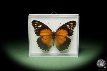 Cethosia cydippe chrysippe (14730) a butterfly from Indonesia | Taxidermy | Butterflies