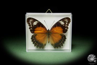 Cethosia cydippe chrysippe (14732) a butterfly from Indonesia | Taxidermy | Butterflies