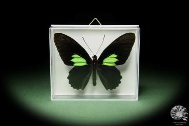 Parides sesostris (14736) a butterfly from South America | Taxidermy | Butterflies