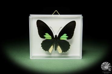 Parides sesostris (14737) a butterfly from South America | Taxidermy | Butterflies