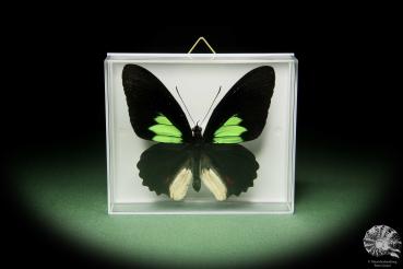 Parides sesostris (14738) a butterfly from South America | Taxidermy | Butterflies