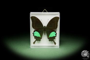 Papilio paris (14743) a butterfly from Southeast Asia | Taxidermy | Butterflies