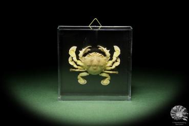 Ashtoret lunaris (14751) a crustacean from Southeast Asia | Taxidermy | Crabs & Shrimps & Limulus