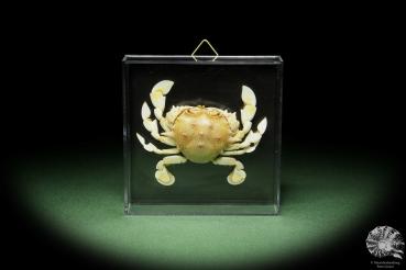 Ashtoret lunaris (14753) a crustacean from Southeast Asia | Taxidermy | Crabs & Shrimps & Limulus