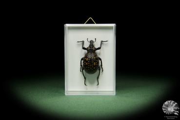 Brachycerus ornatus (14767) a beetle from Africa | Taxidermy | Beetles