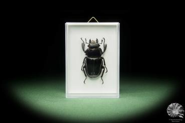 Odontolabis dalmani (14805) a beetle from Southeast Asia | Taxidermy | Beetles