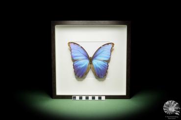 Morpho didius (14848) a butterfly from South America | Taxidermy | Butterflies