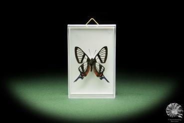 Chorinea sylphina (14894) a butterfly from South America | Taxidermy | Butterflies