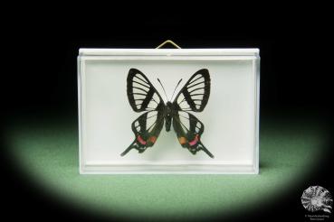 Chorinea sylphina (14896) a butterfly from South America | Taxidermy | Butterflies