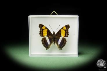 Doxocopa laure (14900) a butterfly from Central America | Taxidermy | Butterflies