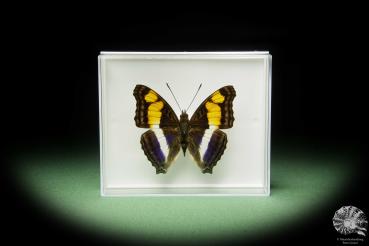 Doxocopa laure (14901) a butterfly from Central America | Taxidermy | Butterflies