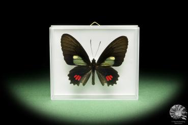 Parides erithalion erlaces (14908) a butterfly from South America | Taxidermy | Butterflies