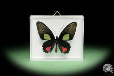 Parides vertumnus (14909) a butterfly from South America | Taxidermy | Butterflies