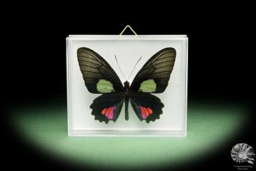 Parides vertumnus (14911) a butterfly from South America | Taxidermy | Butterflies