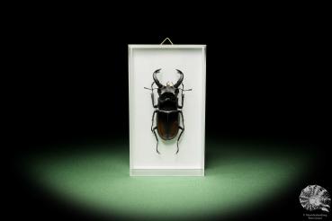 Hexarthrius parryi (14924) a beetle from Indonesia | Taxidermy | Beetles