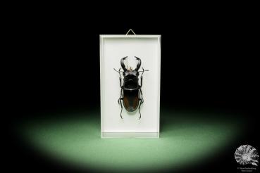 Hexarthrius parryi (14925) a beetle from Indonesia | Taxidermy | Beetles