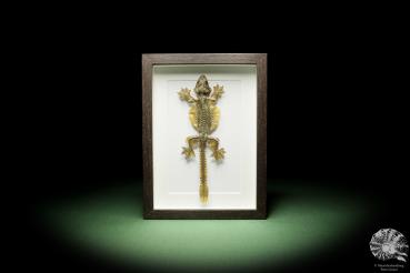 Gekko kuhli (14939) a reptile from Southeast Asia | Taxidermy | Reptiles & Amphibians