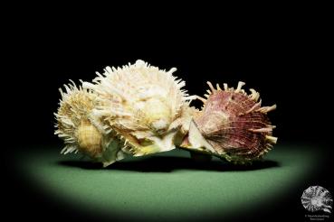 Spondylus variegatus (14951) a shell from Philippines | Conchylia | Shells & Brachiopods