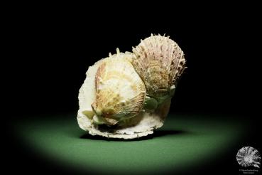 Spondylus variegatus on Placuna ephippium (14960) a shell from Philippines | Conchylia | Shells & Brachiopods