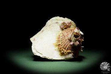 Spondylus variegatus & Balanus spec. on Placuna ephippium (14961) a shell from Philippines | Conchylia | Shells & Brachiopods