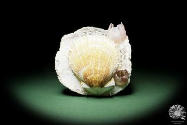 Spondylus variegatus & Balanus spec. on Placuna ephippium (14962) a shell from Philippines | Conchylia | Shells & Brachiopods