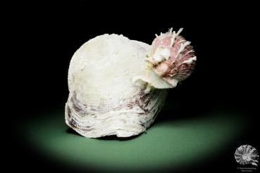 Spondylus variegatus on Placuna ephippium (14965) a shell from Philippines | Conchylia | Shells & Brachiopods