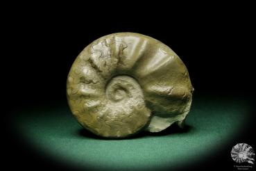 Ceratites evolutus (15171) a cephalopod from Germany | Fossils | Cephalopods