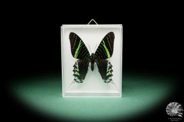 Urania leilus (15295) a butterfly from South America | Taxidermy | Butterflies