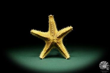 Asteropsis carinifera (15336) a echinoderm from Philippines | Conchylia | Starfish & Sea urchin